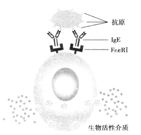 图7-2 靶细胞活化释放生物活性介质示意图